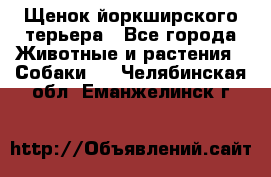 Щенок йоркширского терьера - Все города Животные и растения » Собаки   . Челябинская обл.,Еманжелинск г.